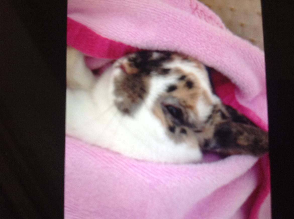 Kanin Asta billede 3