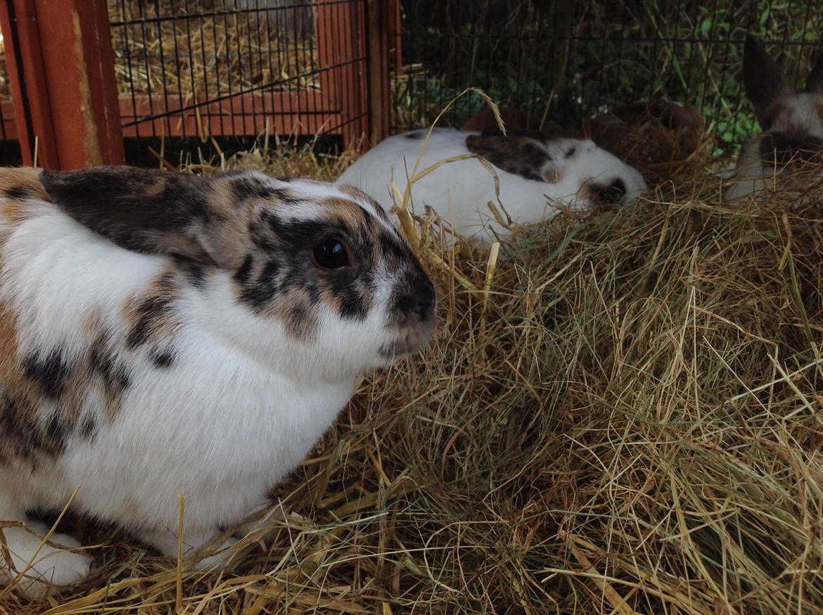 Kanin Asta billede 4