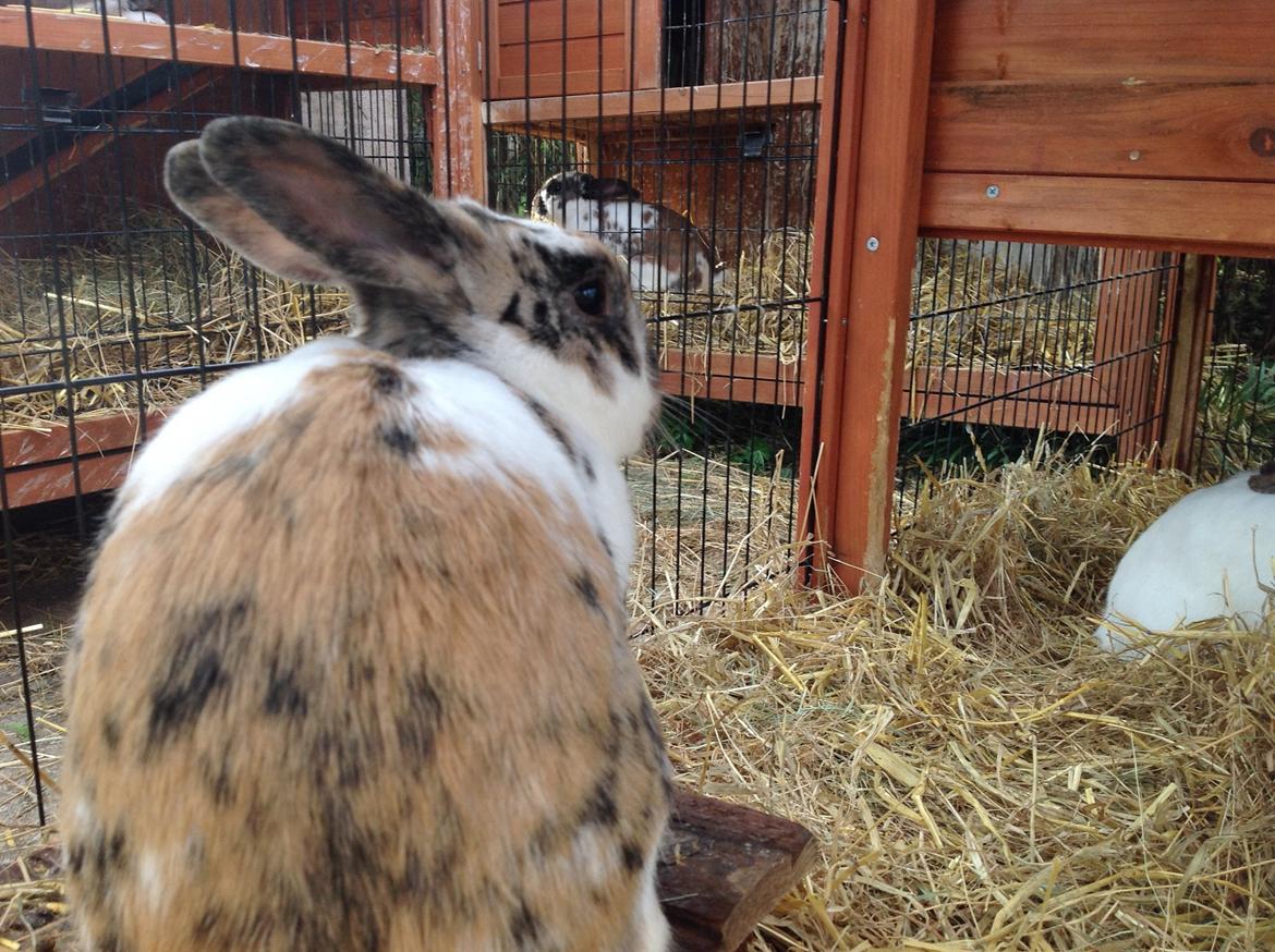 Kanin Asta billede 5