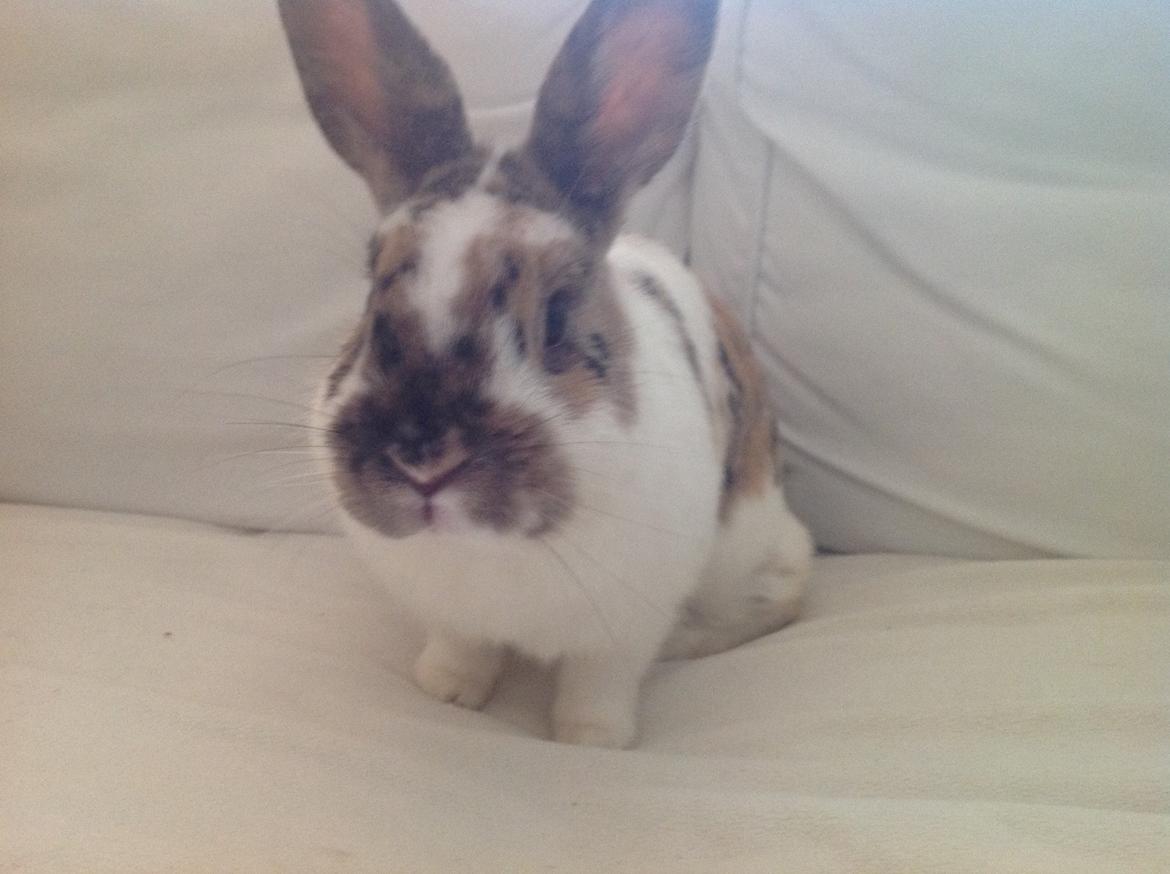 Kanin Asta billede 6