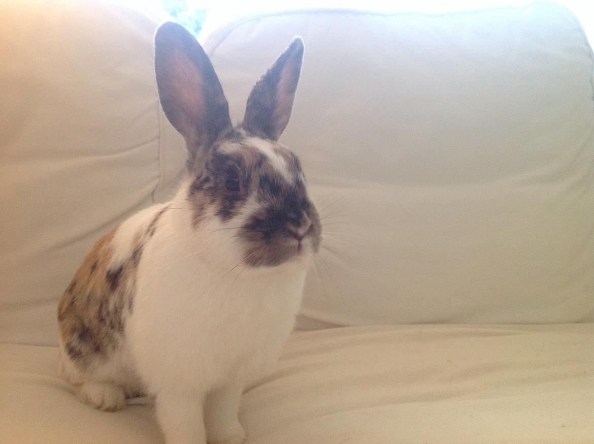 Kanin Asta billede 7