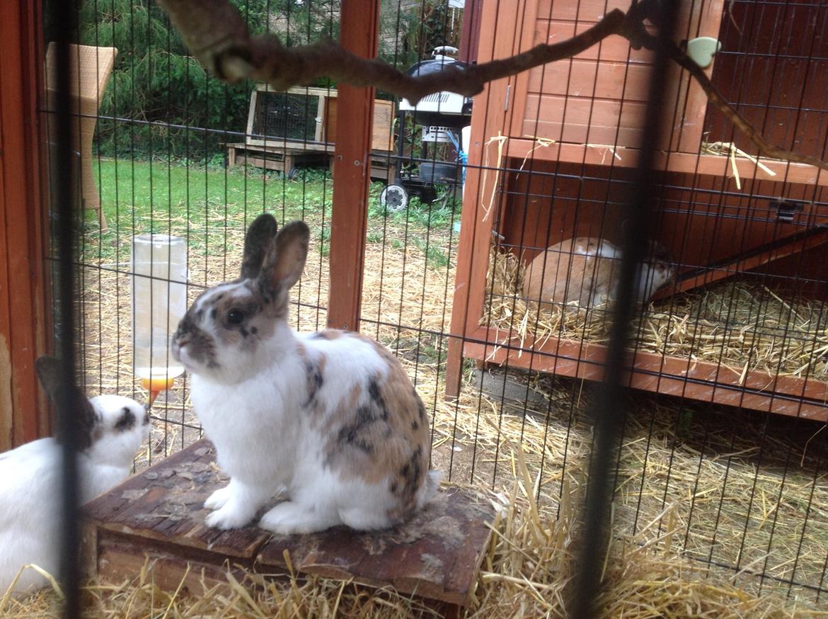 Kanin Asta billede 8