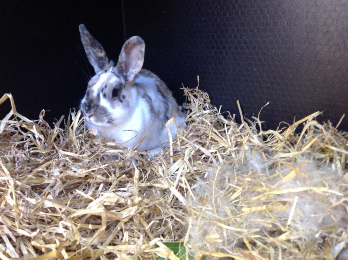 Kanin Asta billede 9