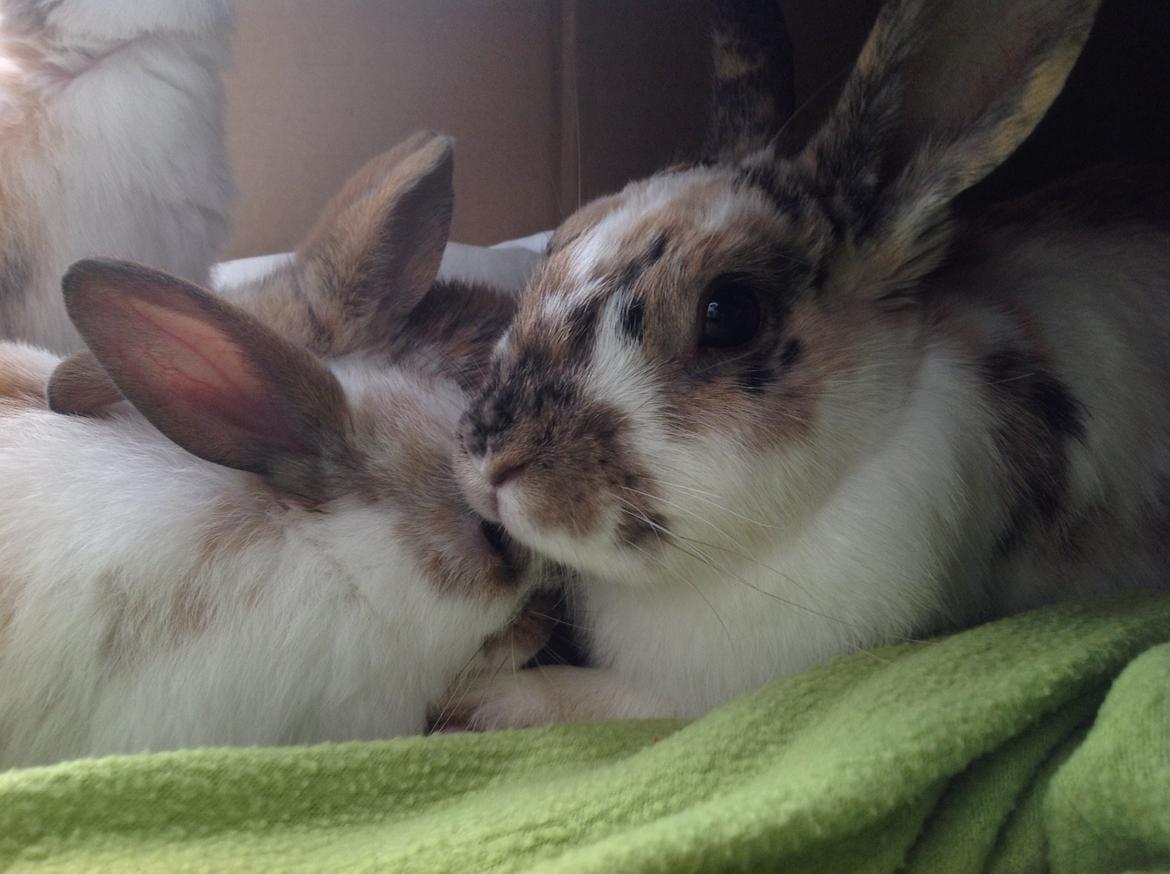 Kanin Asta billede 10