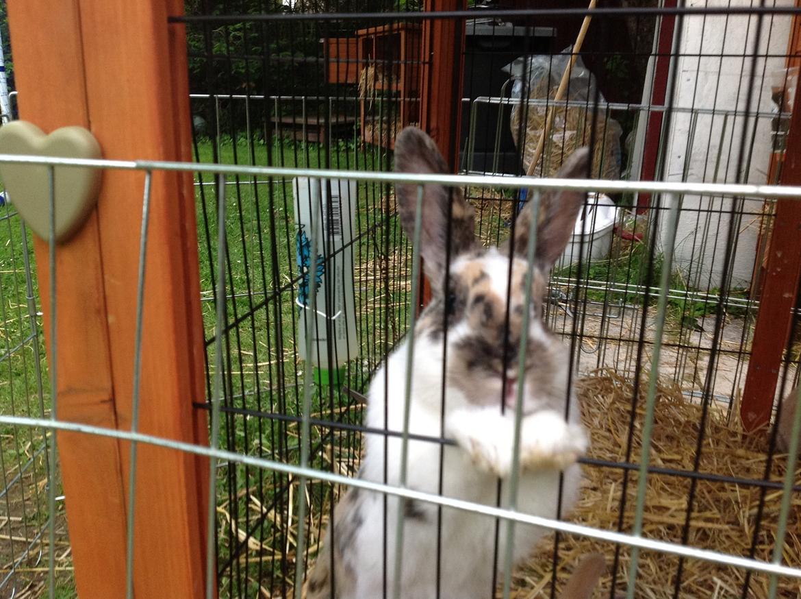 Kanin Asta billede 11