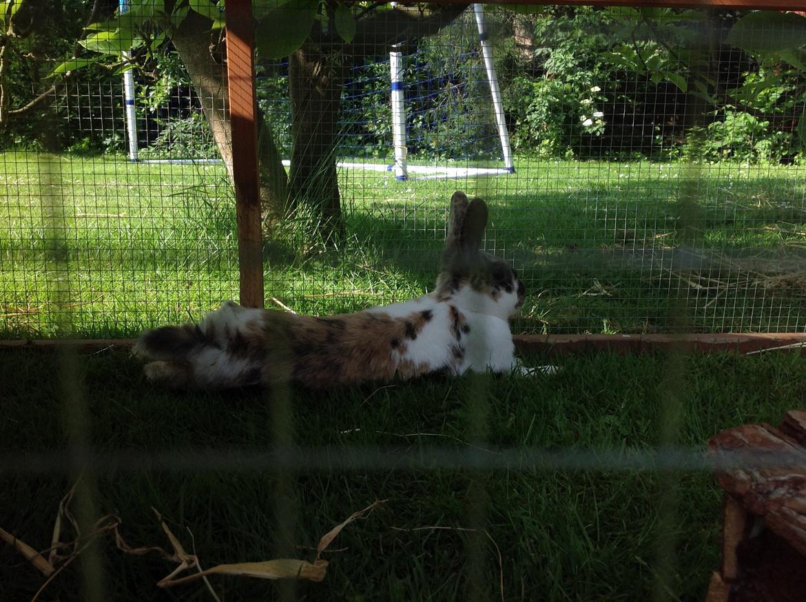 Kanin Asta billede 12