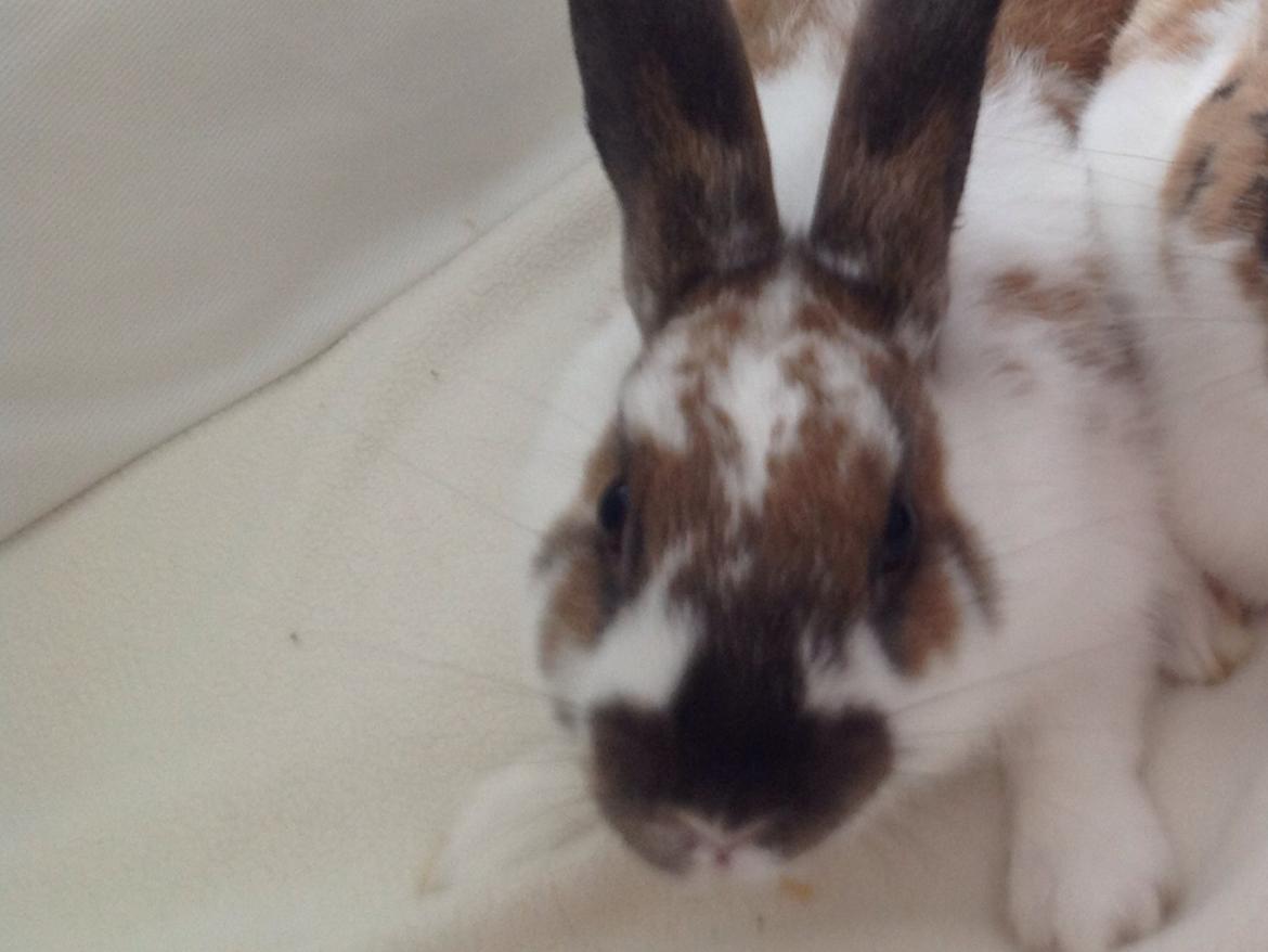 Kanin Alfred billede 1