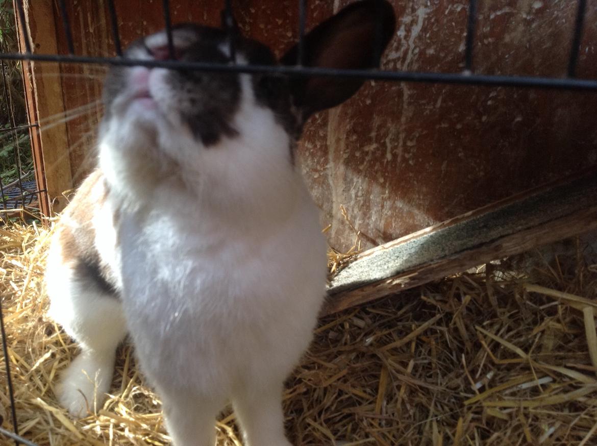 Kanin Alfred billede 2