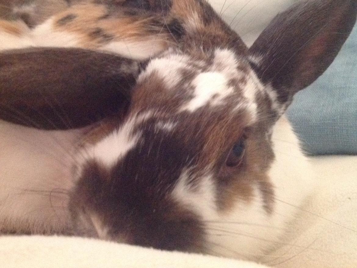 Kanin Alfred billede 3