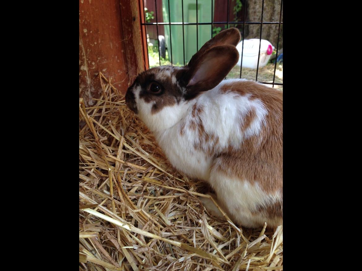 Kanin Alfred billede 4