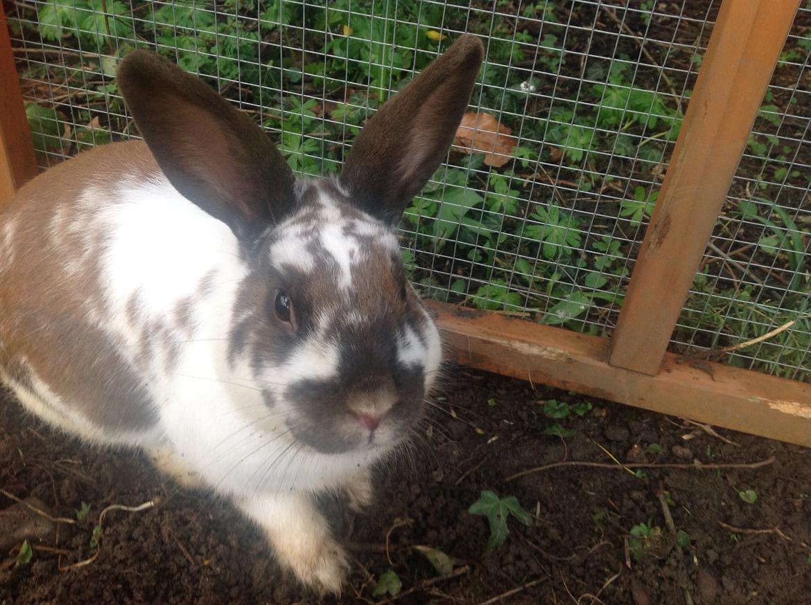 Kanin Alfred billede 5