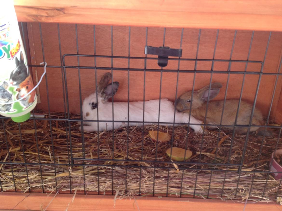 Kanin Perle billede 1