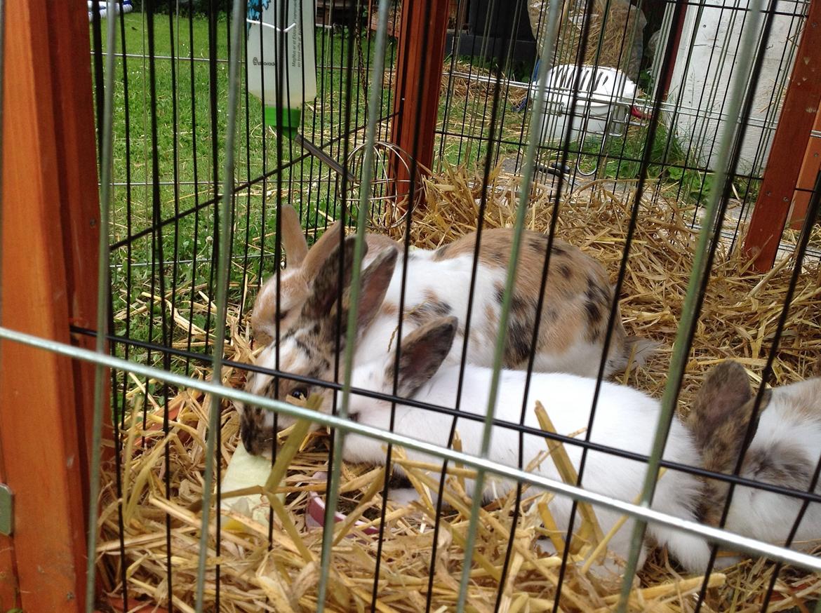 Kanin Perle billede 2