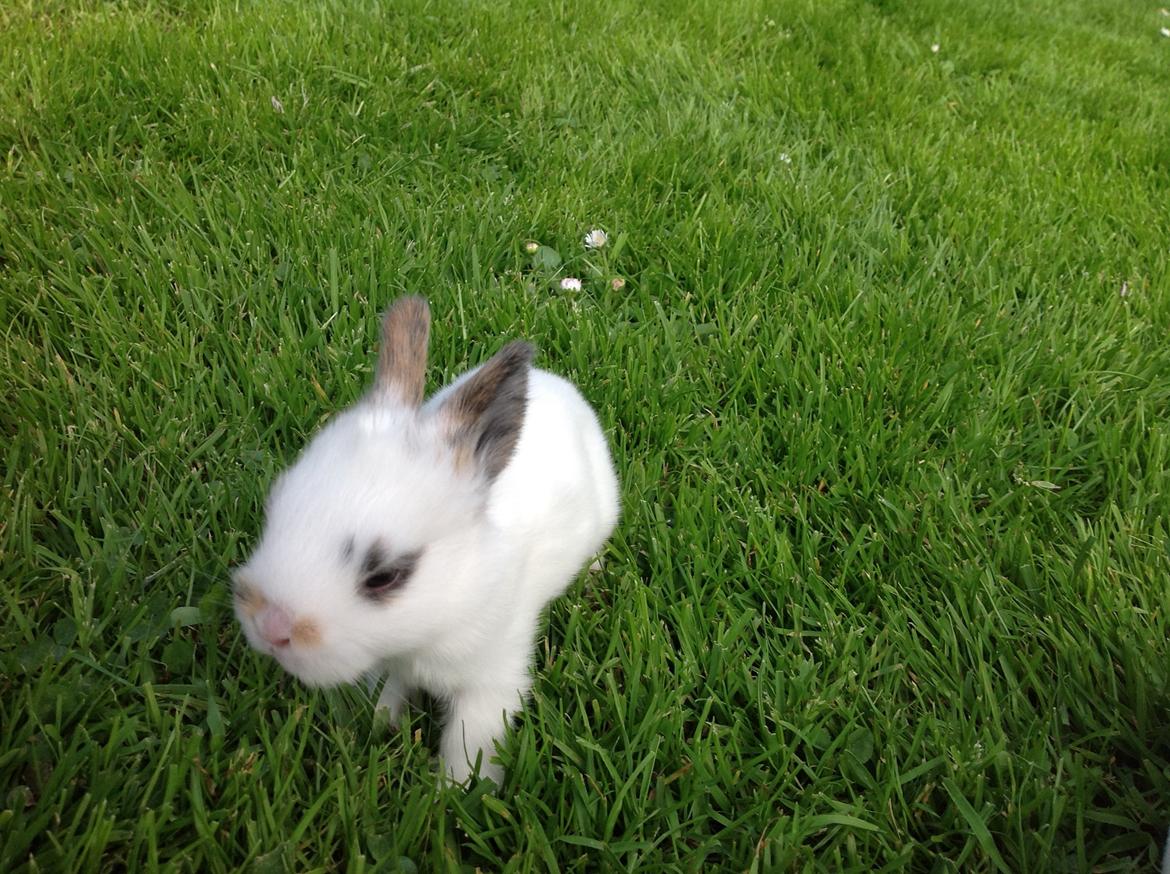 Kanin Perle billede 3