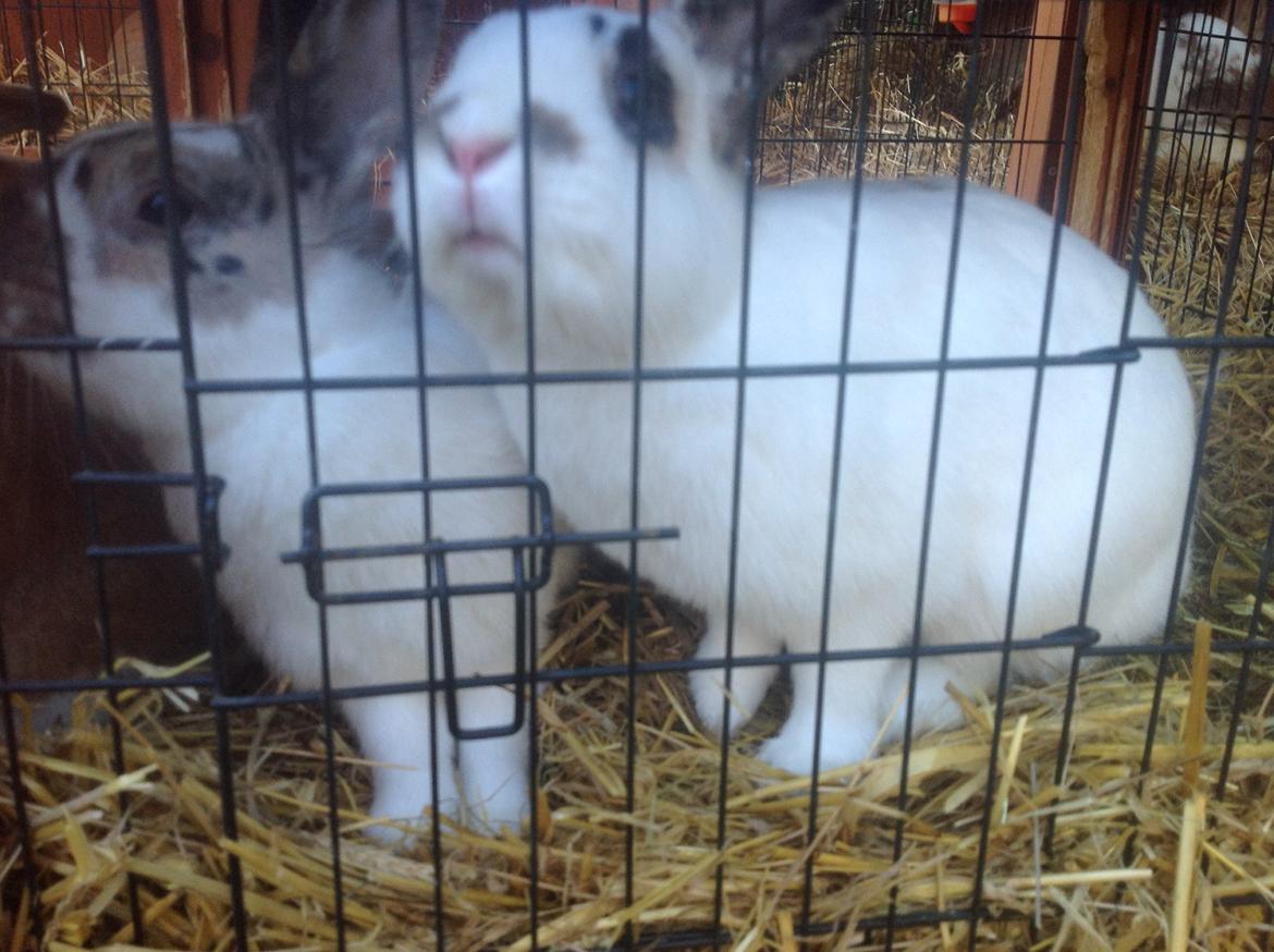 Kanin Perle billede 4