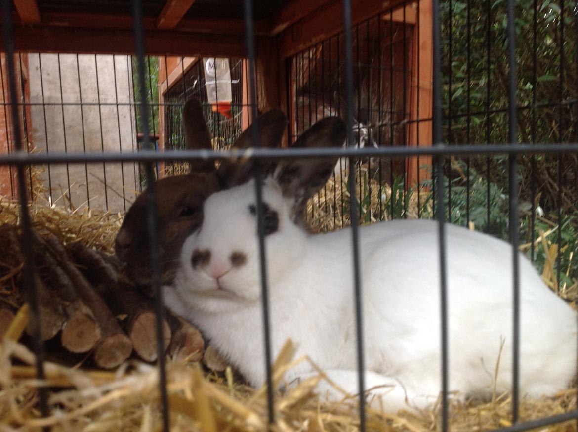 Kanin Perle billede 5