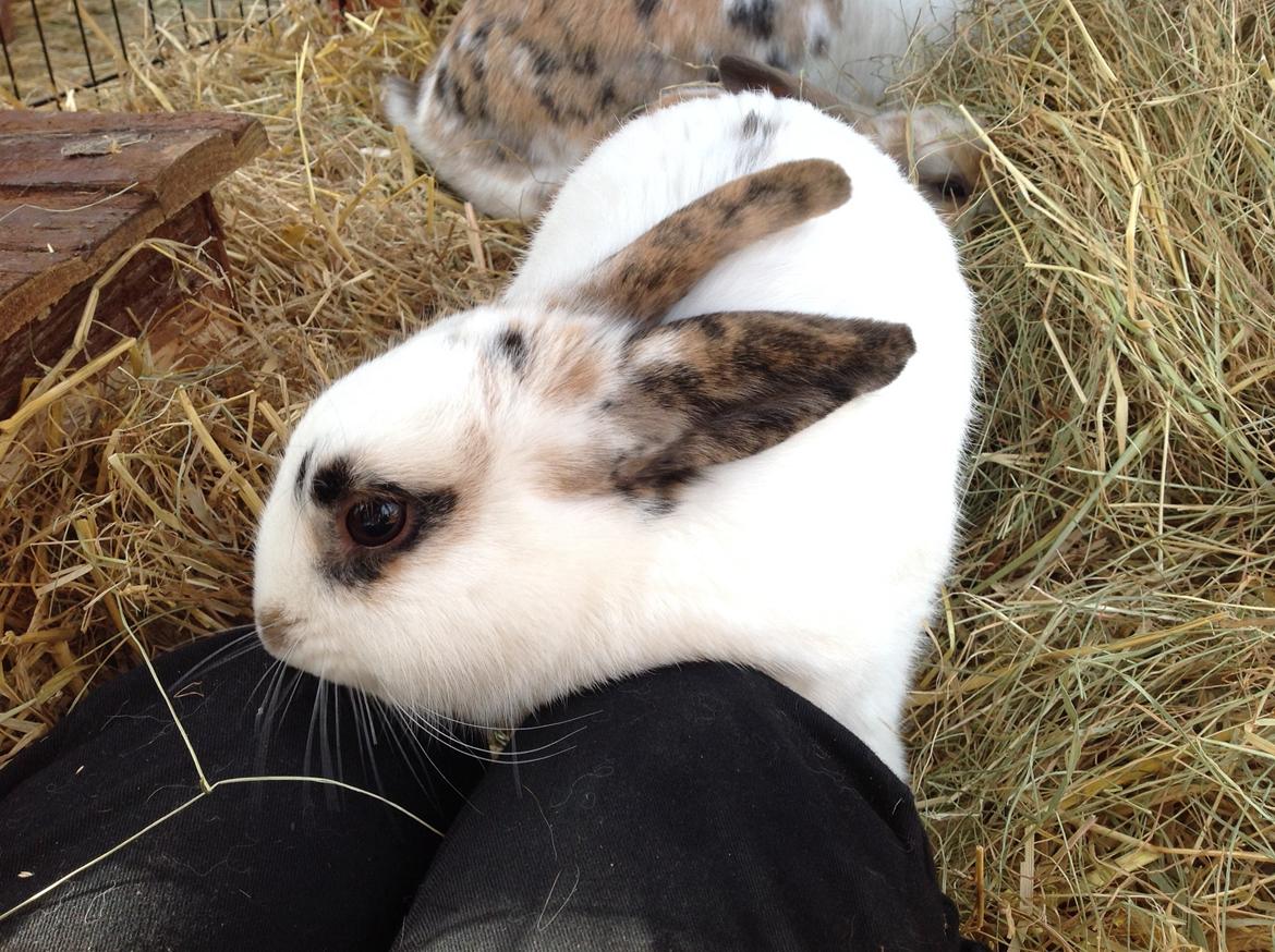 Kanin Perle billede 6