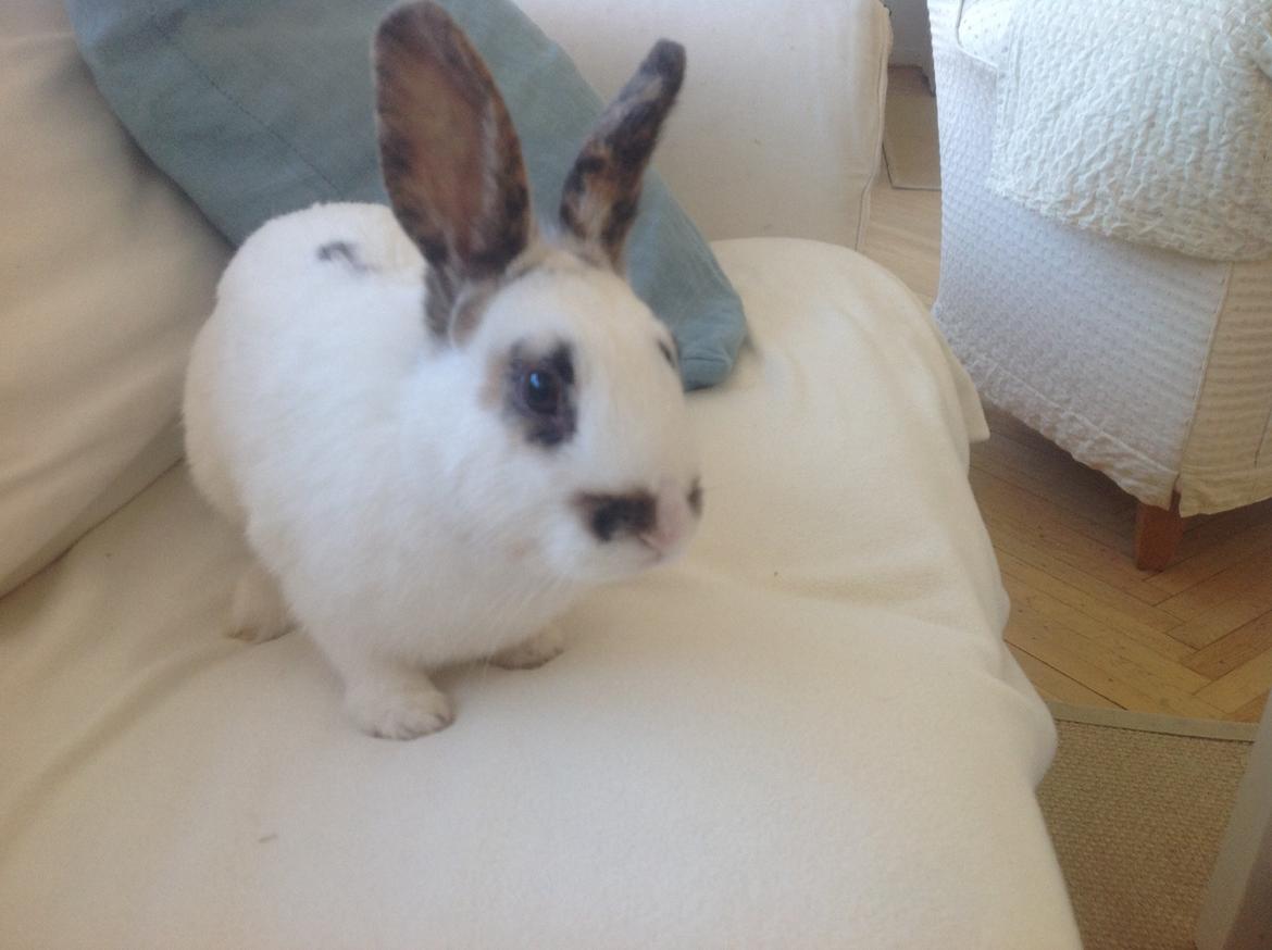 Kanin Perle billede 7