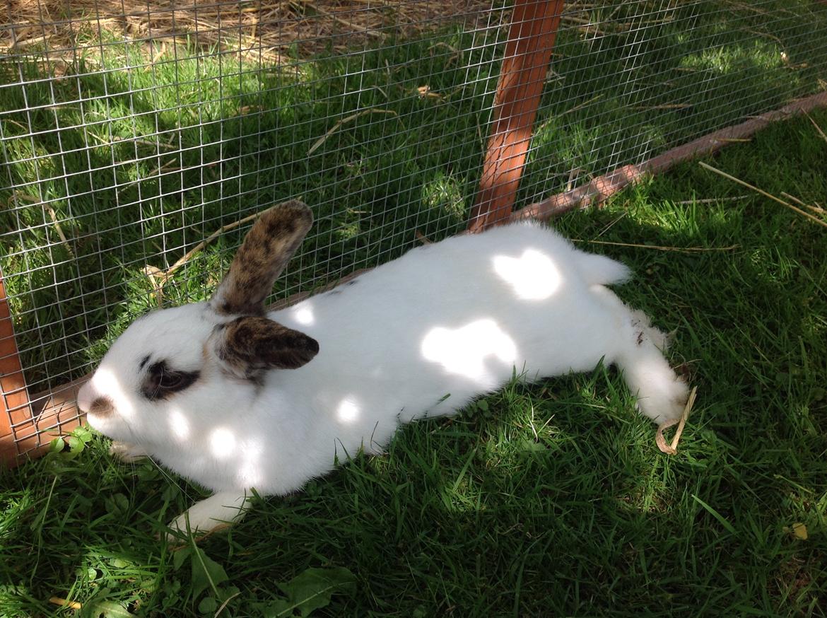 Kanin Perle billede 8