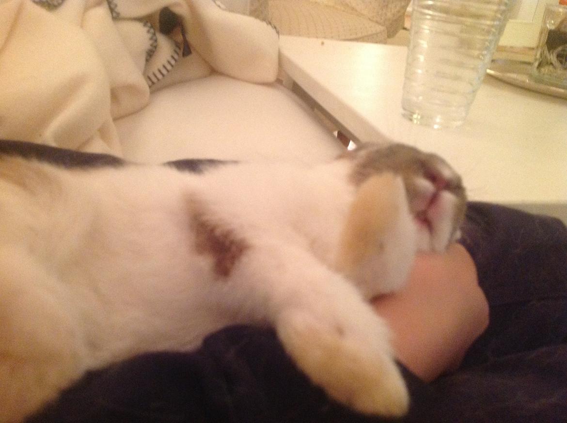 Kanin Blomst billede 1