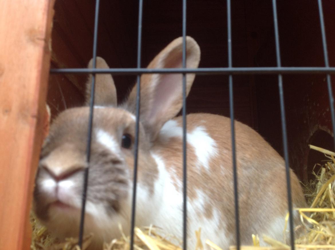 Kanin Blomst billede 2