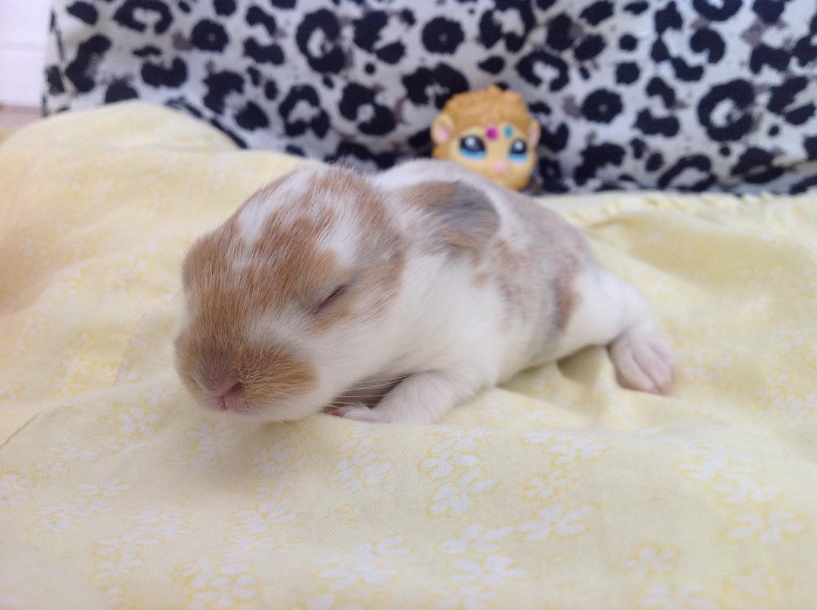 Kanin Blomst billede 3