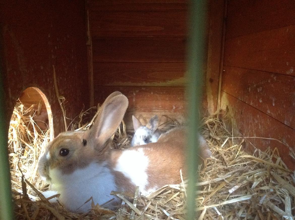 Kanin Blomst billede 4