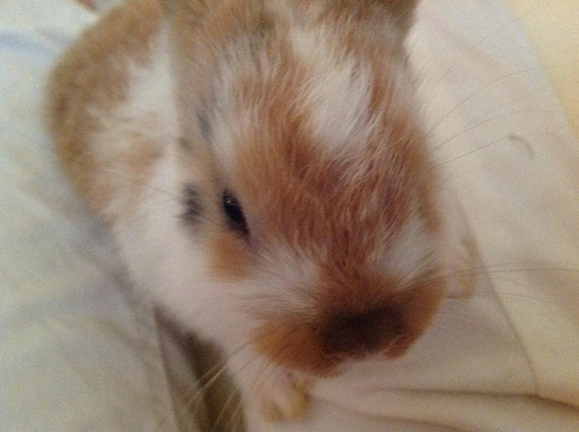 Kanin Blomst billede 5