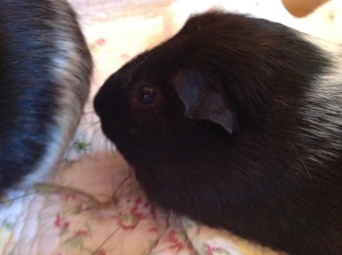 Marsvin Theodor billede 2