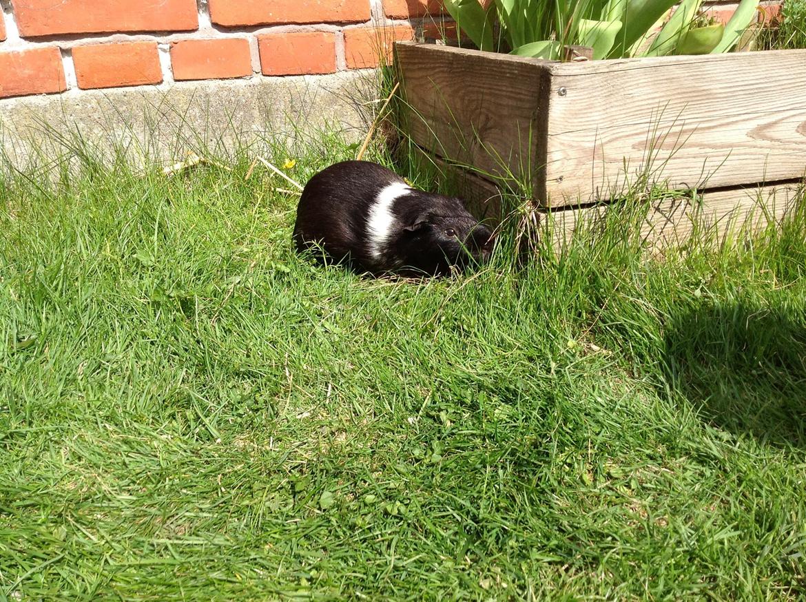 Marsvin Theodor billede 3