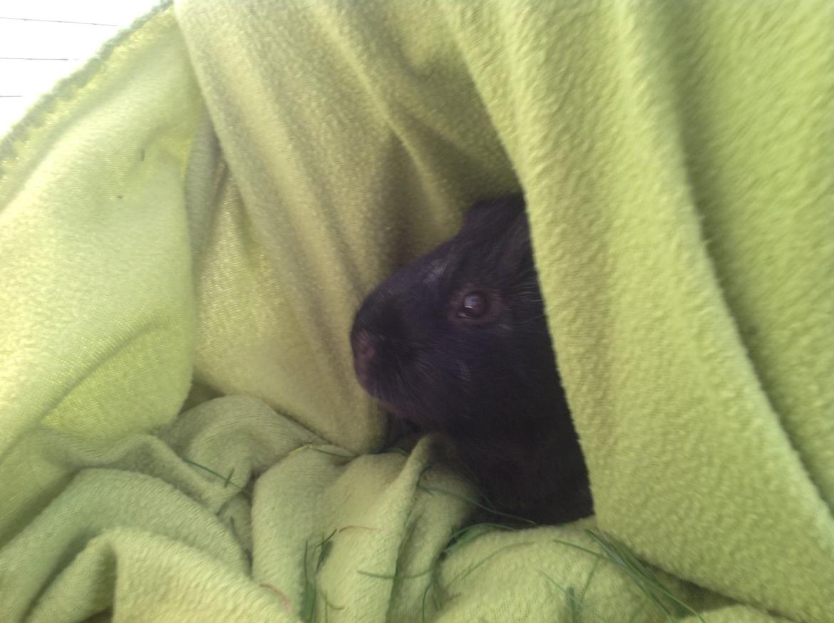 Marsvin Theodor billede 4