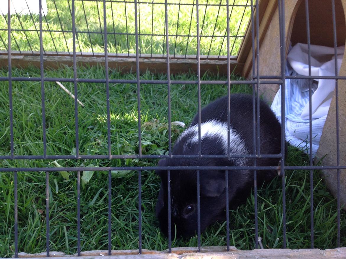 Marsvin Theodor billede 5