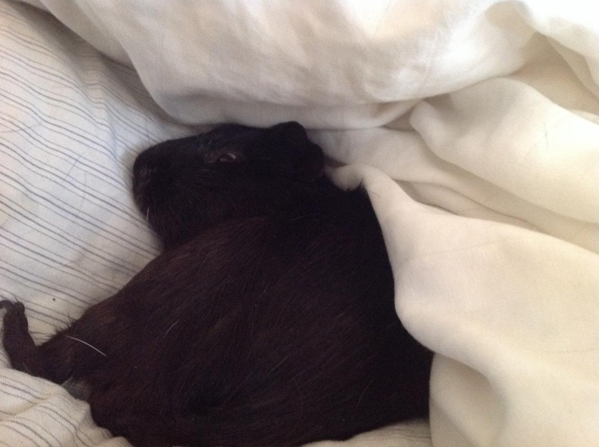 Marsvin Theodor billede 6