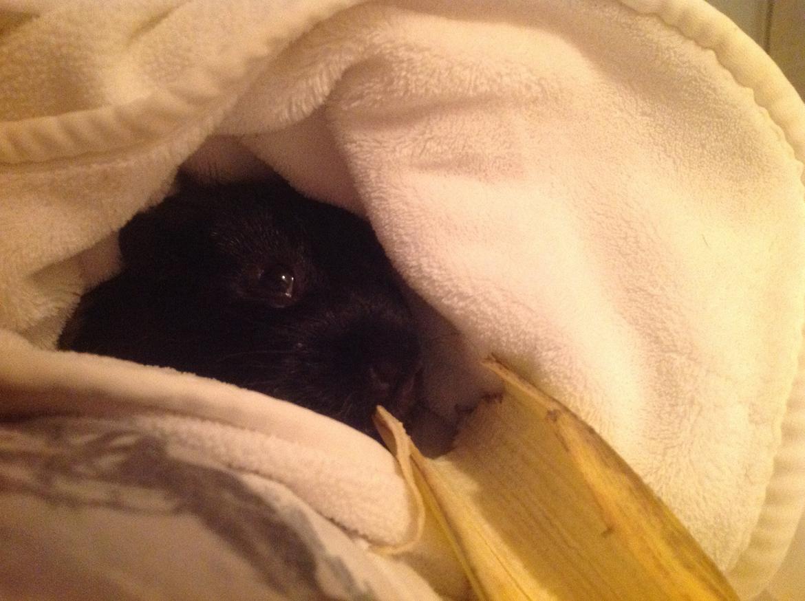 Marsvin Theodor billede 7