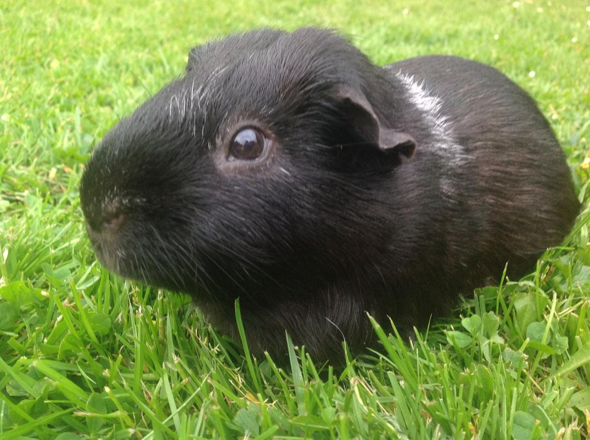 Marsvin Theodor billede 8