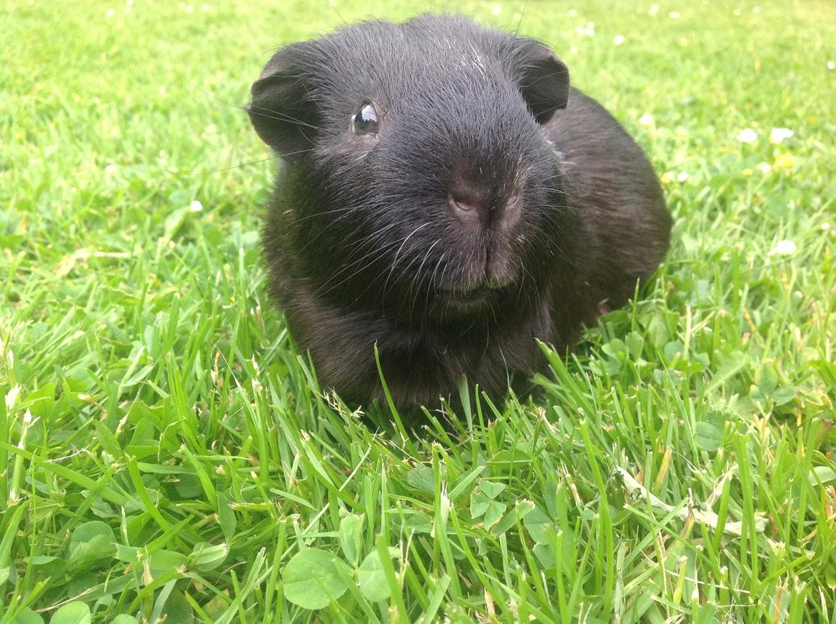 Marsvin Theodor billede 9