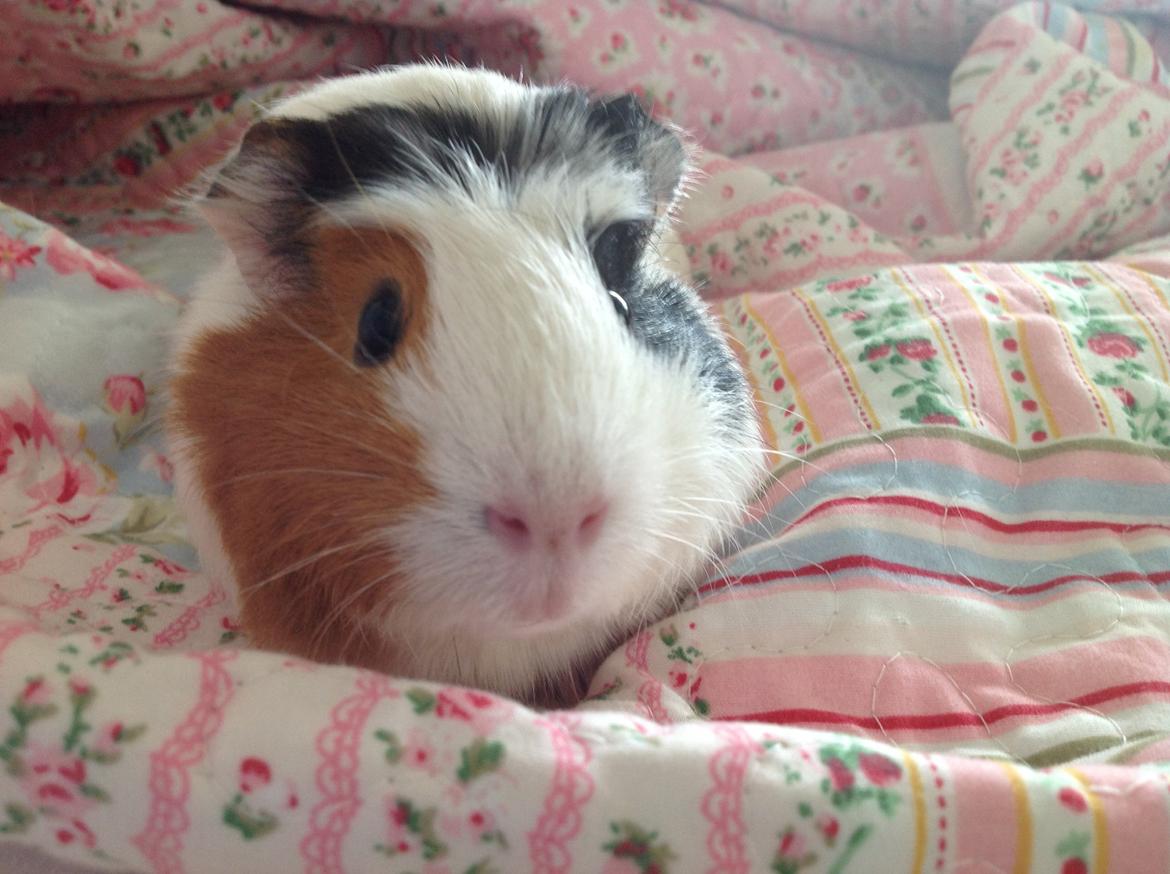 Marsvin Sophy billede 1