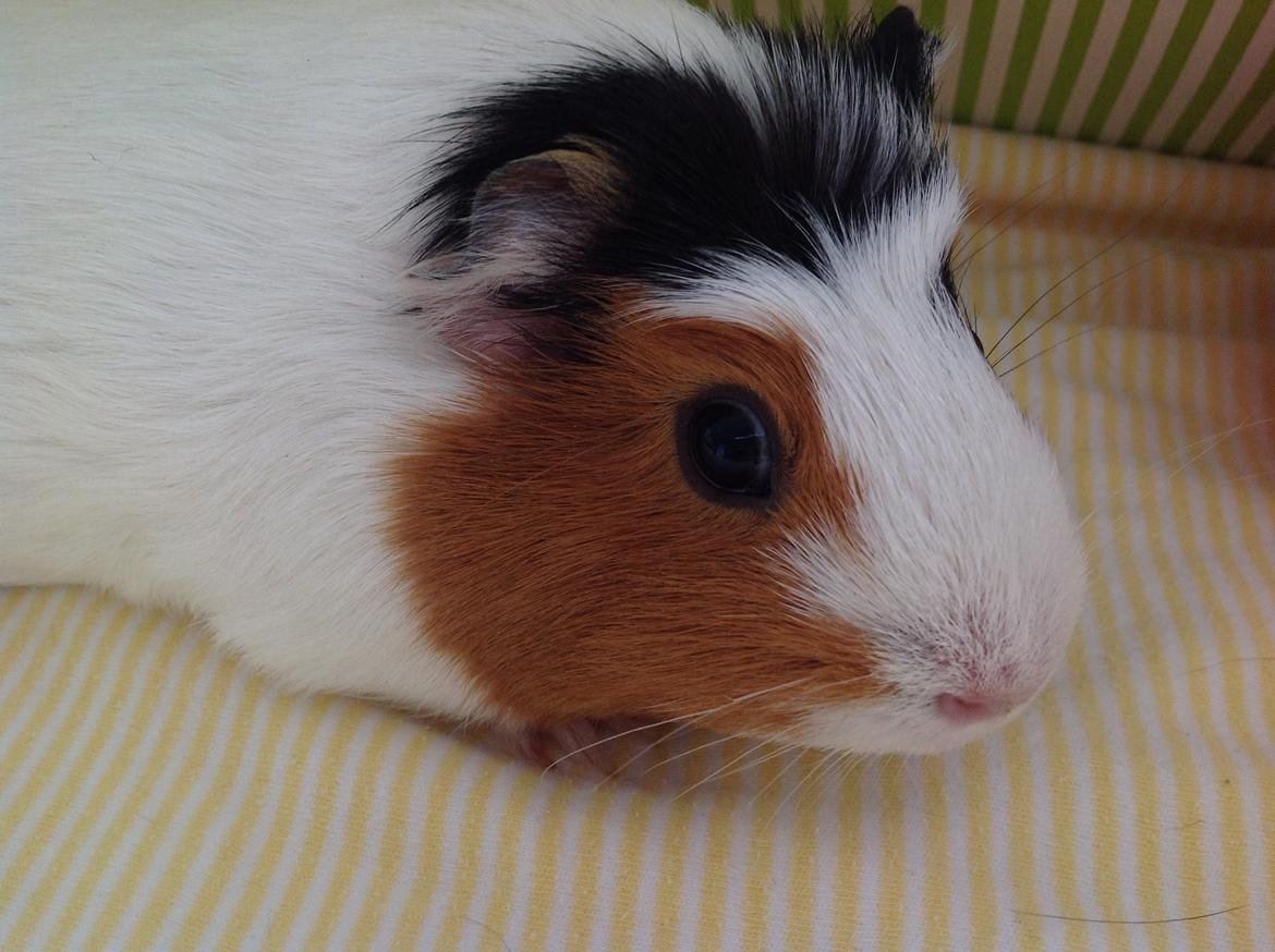 Marsvin Sophy billede 2