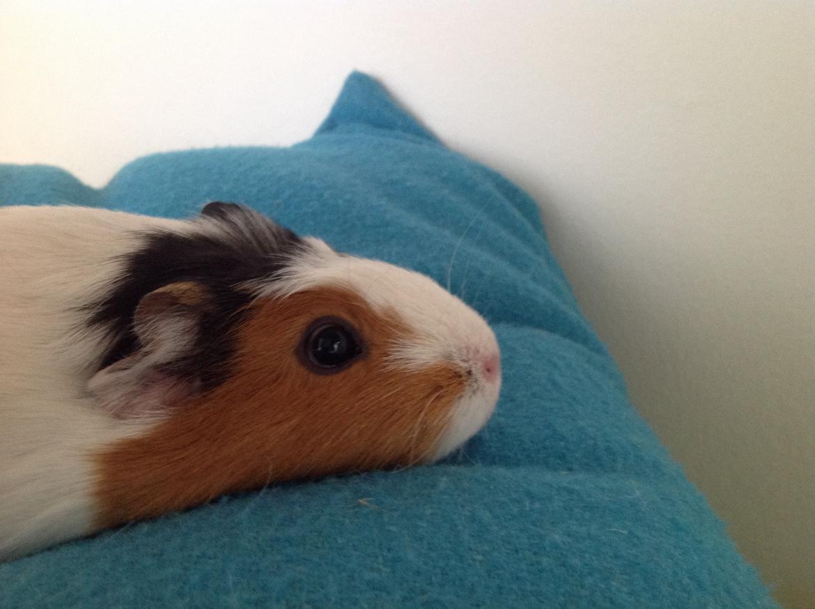 Marsvin Sophy billede 3