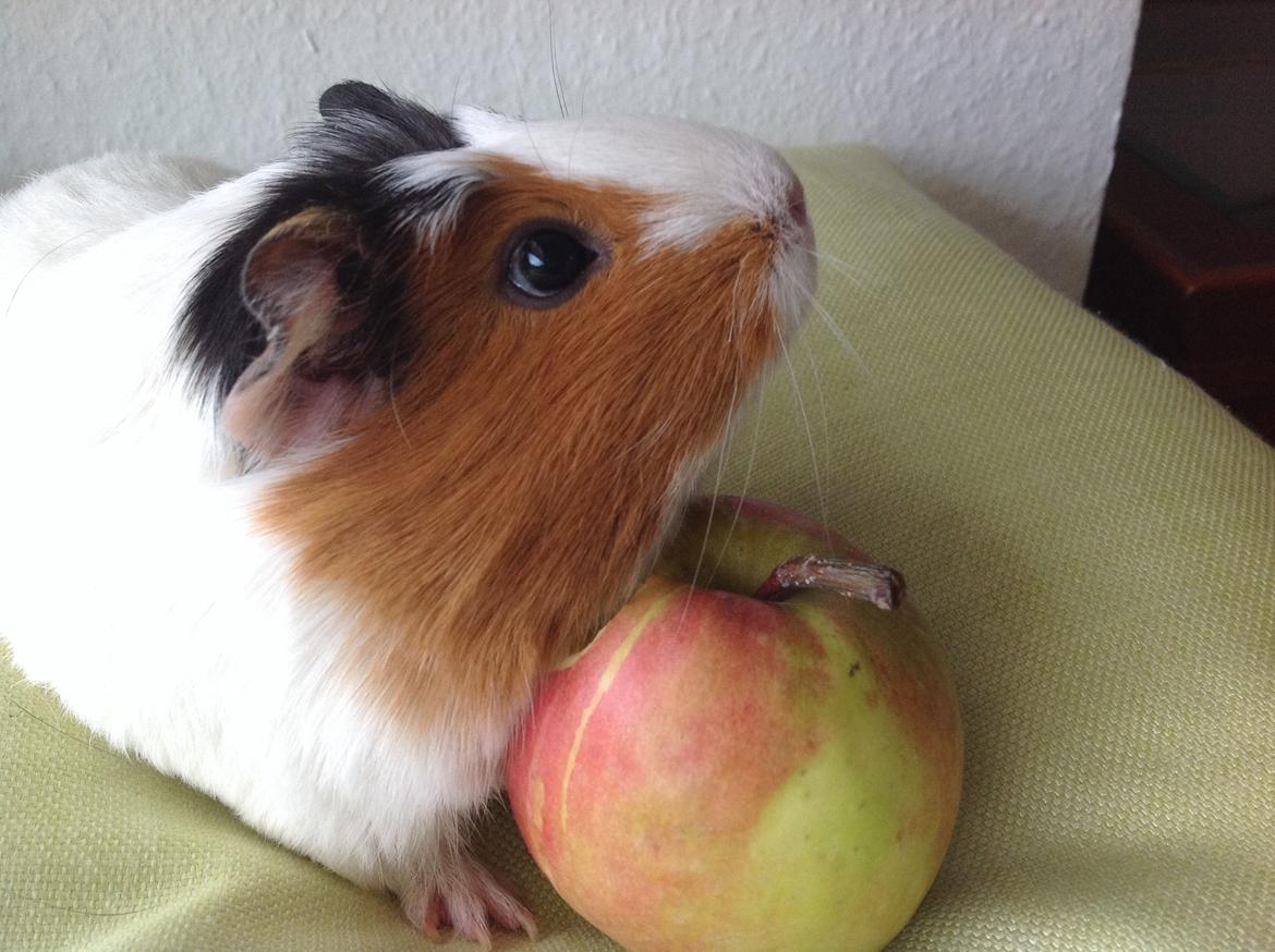 Marsvin Sophy billede 4