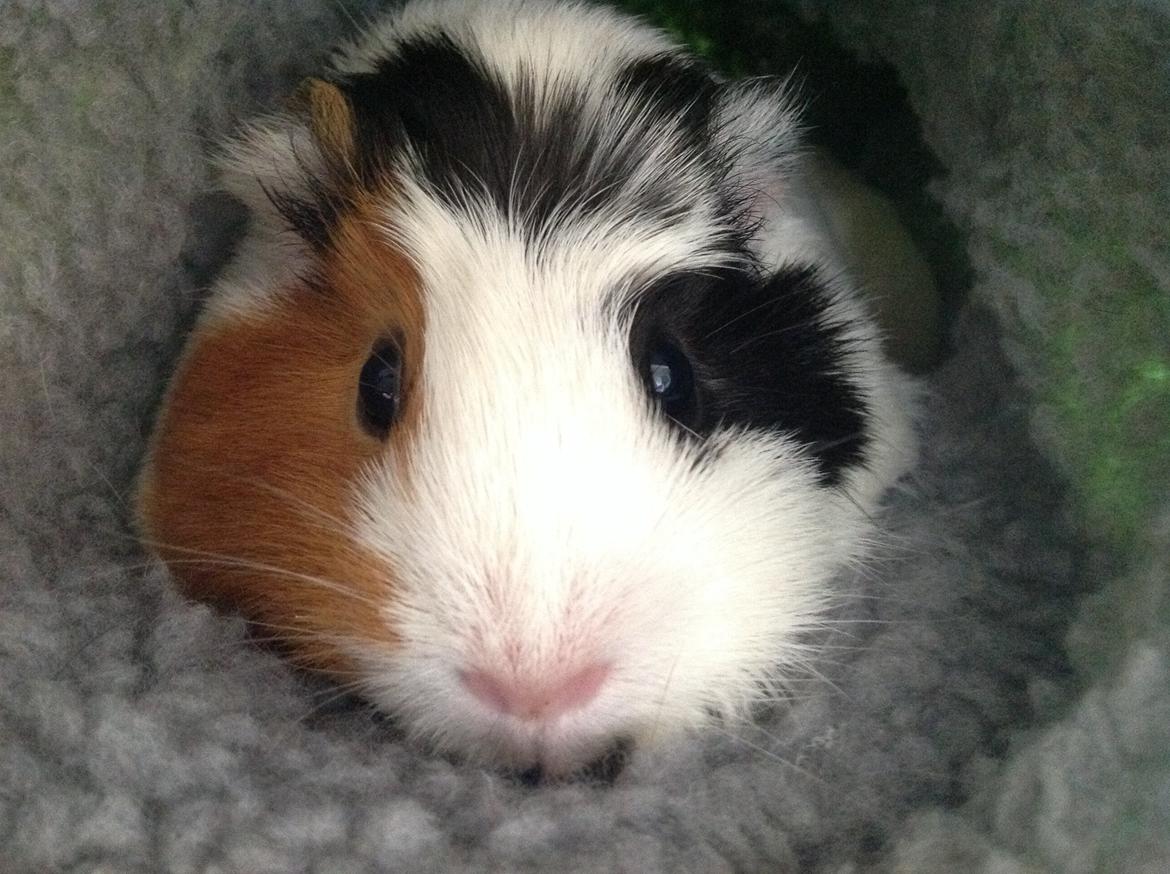 Marsvin Sophy billede 5