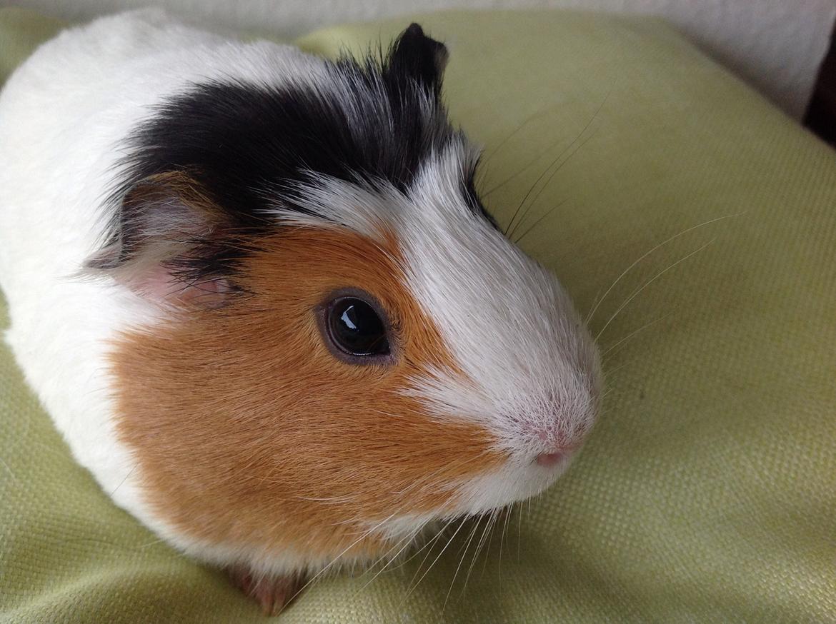 Marsvin Sophy billede 6