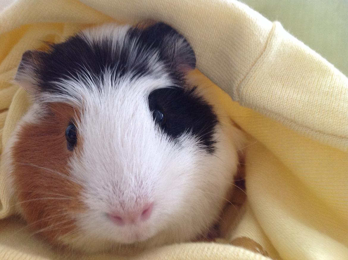 Marsvin Sophy billede 7