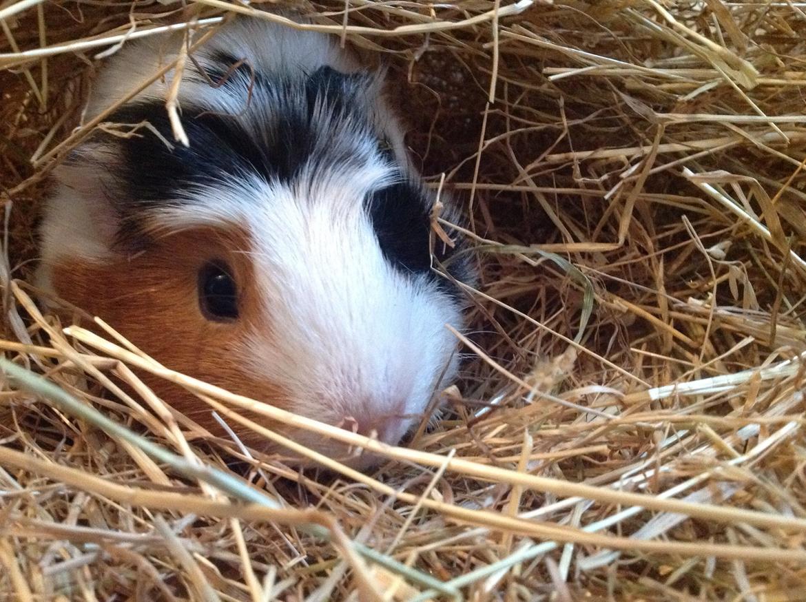 Marsvin Sophy billede 8