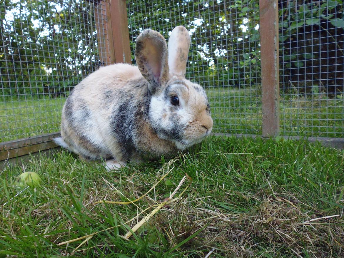 Kanin Hannibal billede 16