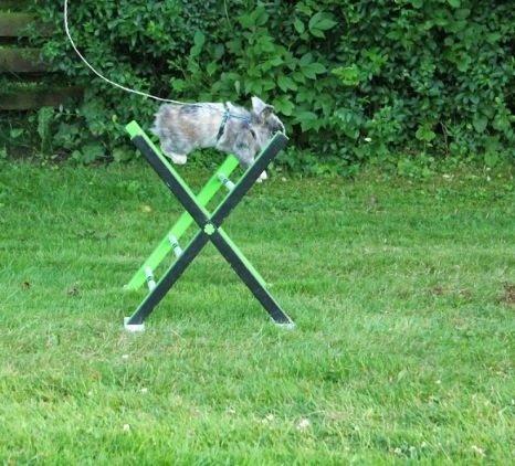 Kanin Teddy billede 12