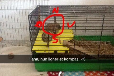 Kanin Princess Consuela Bananahammock billede 2