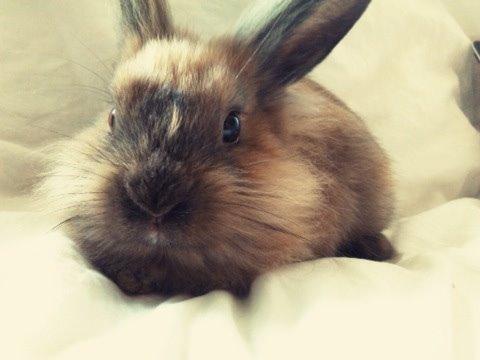 Kanin Princess Consuela Bananahammock billede 3