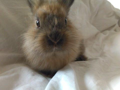 Kanin Princess Consuela Bananahammock billede 4