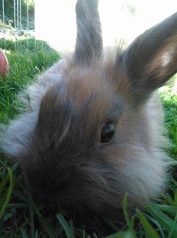 Kanin Princess Consuela Bananahammock billede 5